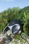 African Penguin