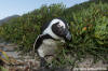 African Penguin