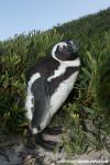 African Penguin