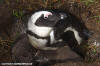 African Penguin