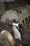 African Penguin