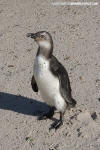 African Penguin