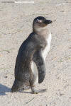 African Penguin