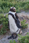 African Penguin