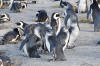 African Penguin