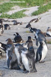 African Penguin