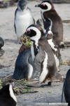 African Penguin