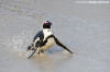 African Penguin