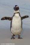 African Penguin 