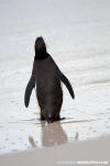 African Penguin