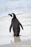 African Penguin