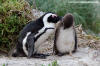 African Penguin