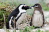 African Penguin