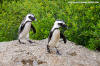 African Penguin