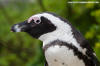 African Penguin