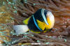 Allard's Anemonefish