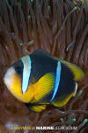 Allard's Anemonefish