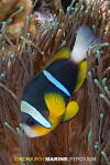 Allard's Anemonefish