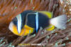 Allard's Anemonefish