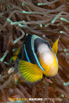 Allard's Anemonefish