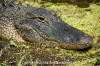 American Alligator