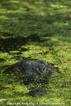 American Alligator