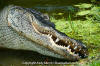 American Alligator