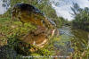 American Alligator