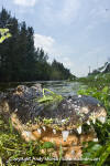 American Alligator