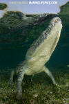 American Crocodile