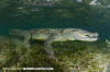 American Crocodile