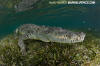 American Crocodile