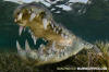 American Crocodile