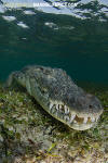 American Crocodile