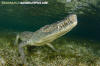 American Crocodile