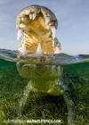 American Crocodile