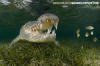 American Crocodile