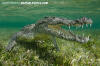 American Crocodile