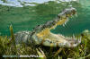 American Crocodile