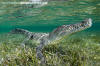 American Crocodile