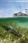 American Crocodile