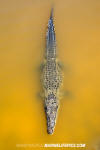 American Crocodile