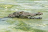 American Crocodile