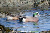 American Wigeon