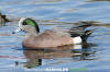 American Wigeon