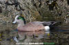 American Wigeon