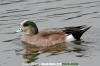 American Wigeon