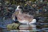 American Wigeon