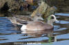 American Wigeon