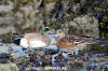 American Wigeon